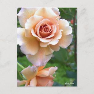 Rosa Julia [Postcard] Postcard