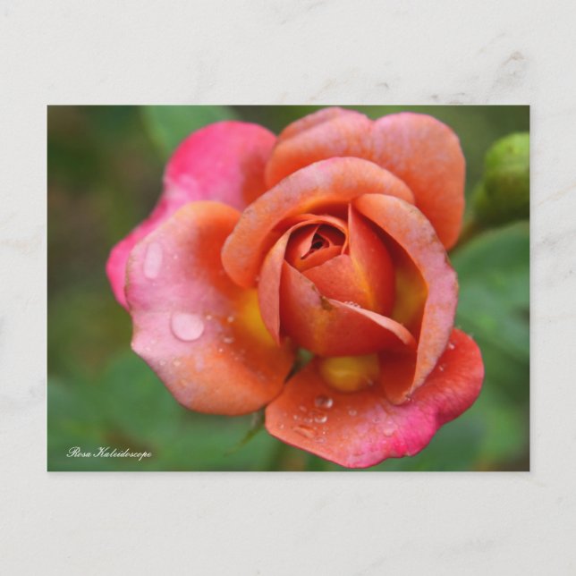 Rosa Kaleidoscope [Postcard] Postcard (Front)