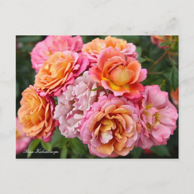 Rosa Kaleidoscope [Postcard] Postcard (Front)
