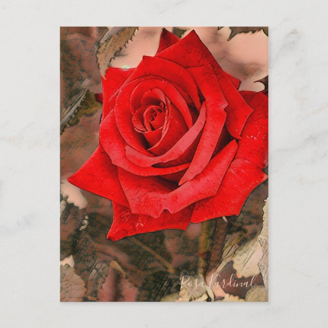 Rosa Kardinal [Postcard] Postcard (Front)