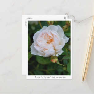 Rosa “L' hiver” Postcard