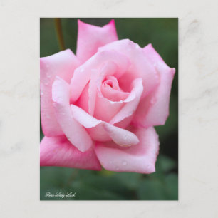 Rosa Lady Luck:Postcard Postcard