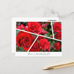 Rosa Lavaglut Postcard