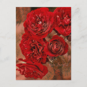 Rosa Lavaglut [Postcard] Postcard