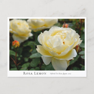 Rosa Lemon Postcard