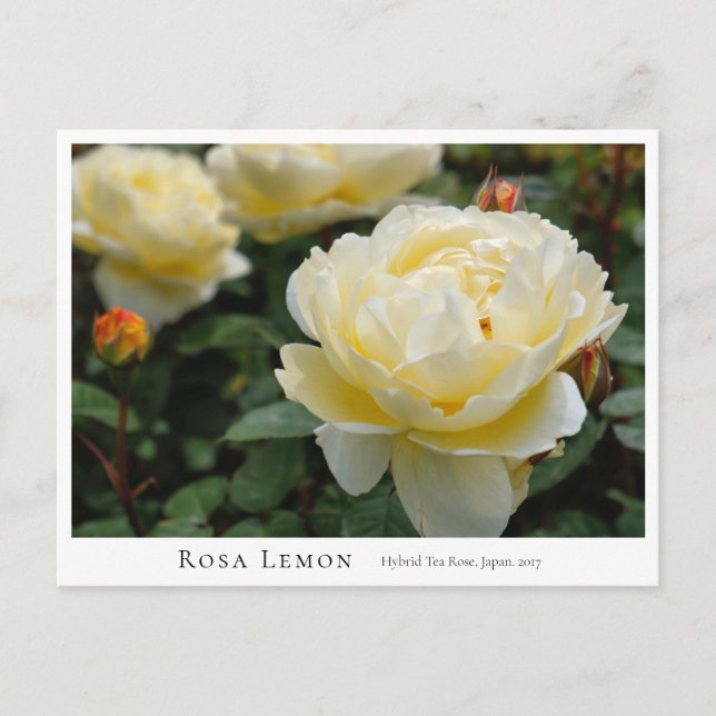 Rosa Lemon Postcard (Front)