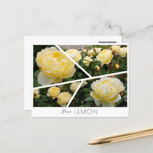 Rosa Lemon Postcard