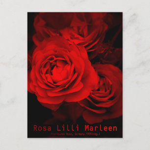 Rosa Lilli Marleen : Carte postale