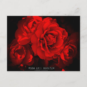 Rosa Lilli Marleen：Postcard Postcard