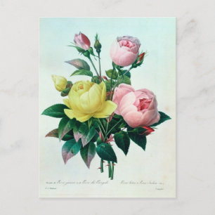 Rosa Lutea and Rosa Indica Postcard