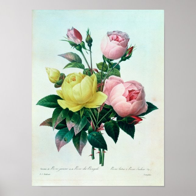 Rosa Lutea and Rosa Indica Poster (Front)