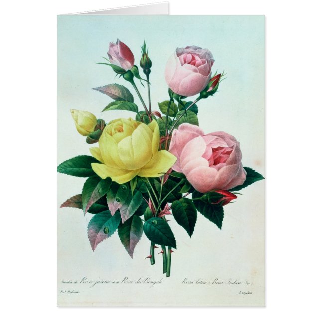 Rosa Lutea et Rosa indica (Devant)