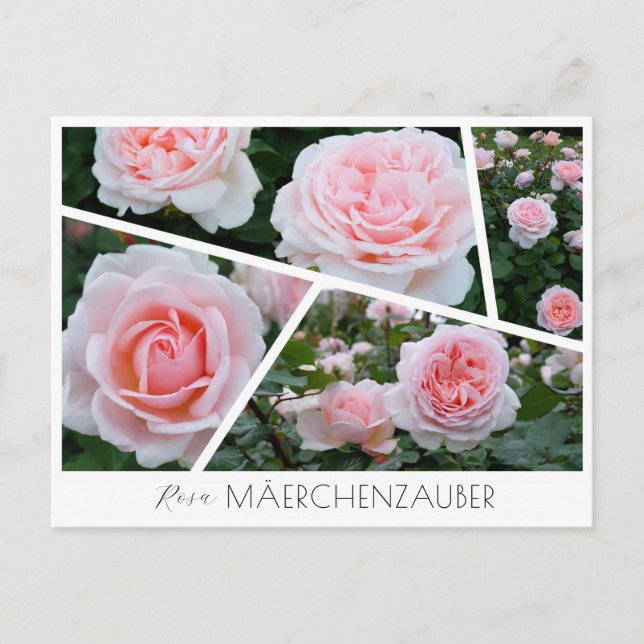 Rosa Mäerchenzauber Postcard (Front)