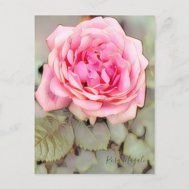 Rosa Magali [Postcard] Postcard (Front)