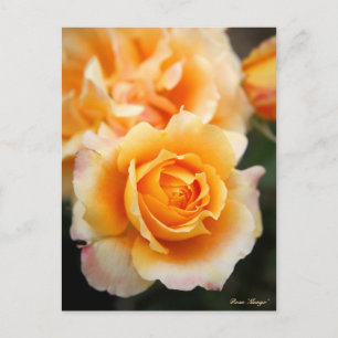 Rosa "Manyo" : Carte postale