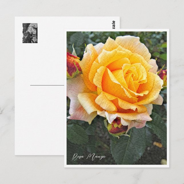 Rosa Manyo Postcard (Front/Back)