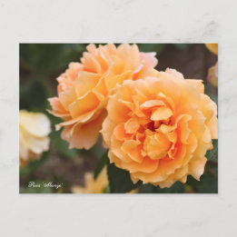 Rosa ‘Manyo’ [Postcard] ポストカード Postcard