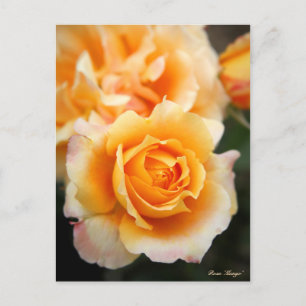 Rosa ‘Manyo’:Postcard Postcard