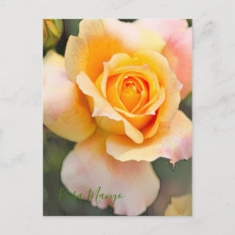 Rosa ‘Manyo'  [Postcard] Postcard