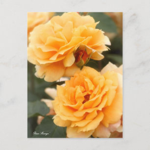 Rosa ‘Manyo’:Postcard Postcard
