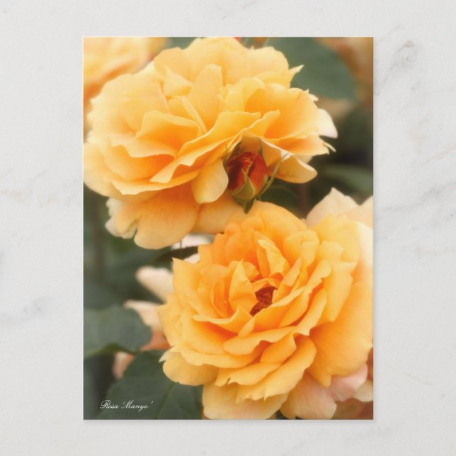 Rosa ‘Manyo’：Postcard Postcard (Front)