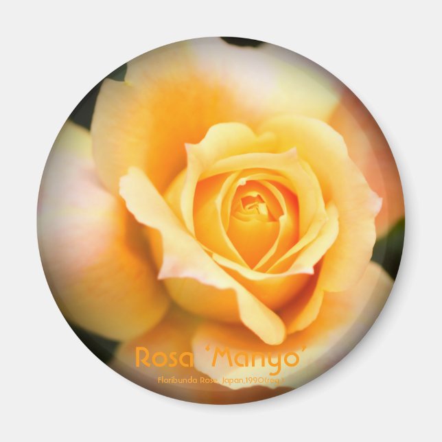 Rosa ‘Manyo’:Round Magnet (Front)