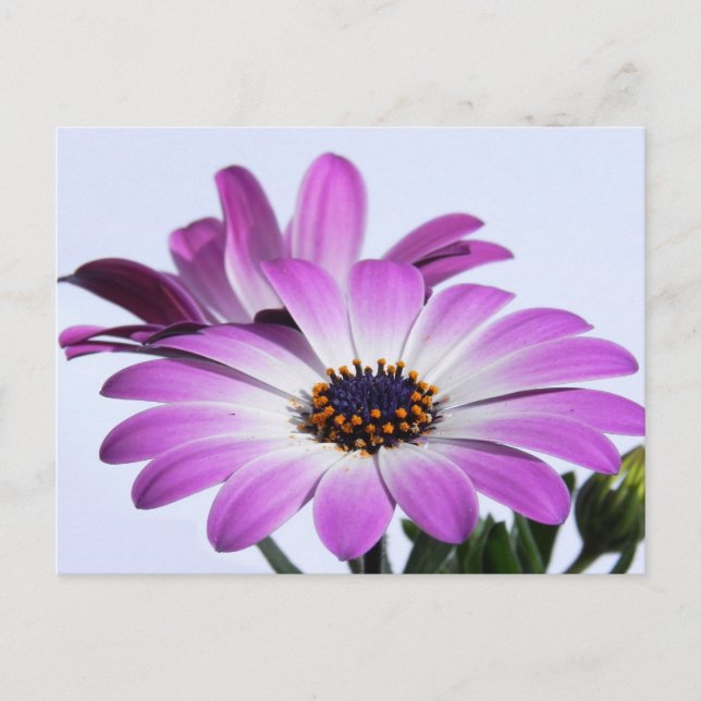 Rosa Margeriten - Postkarte Postcard (Front)