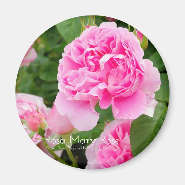 Rosa Mary Rose [Round Magnet] Magnet (Front)
