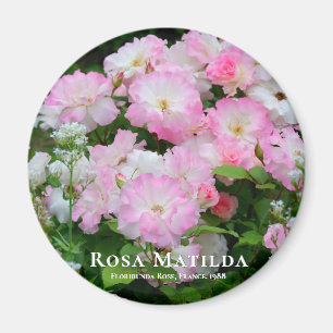 Rosa Matilda マグネット Magnet