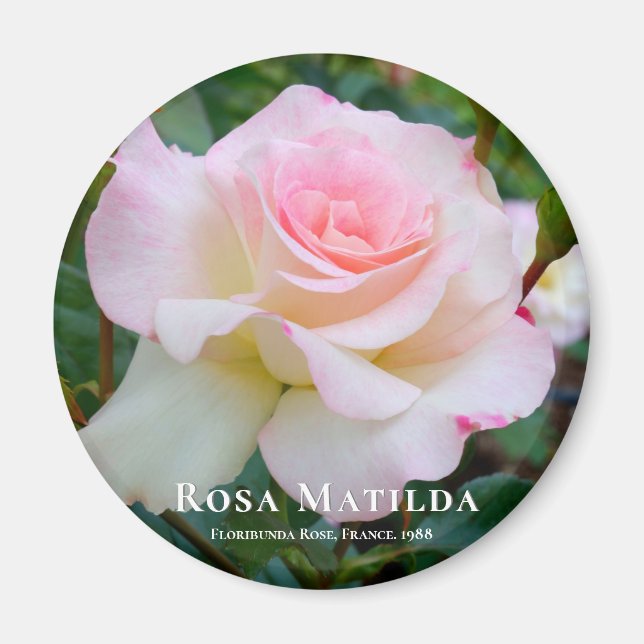 Rosa Matilda Magnet (Front)