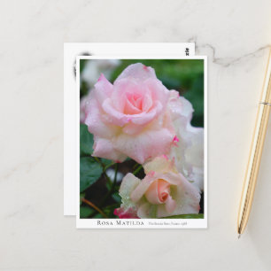 Rosa Matilda Postcard