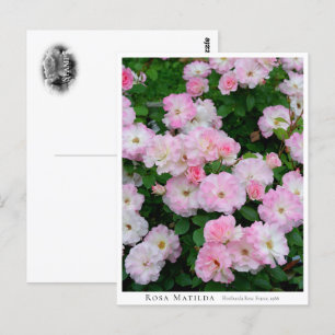 Rosa Matilda Postcard