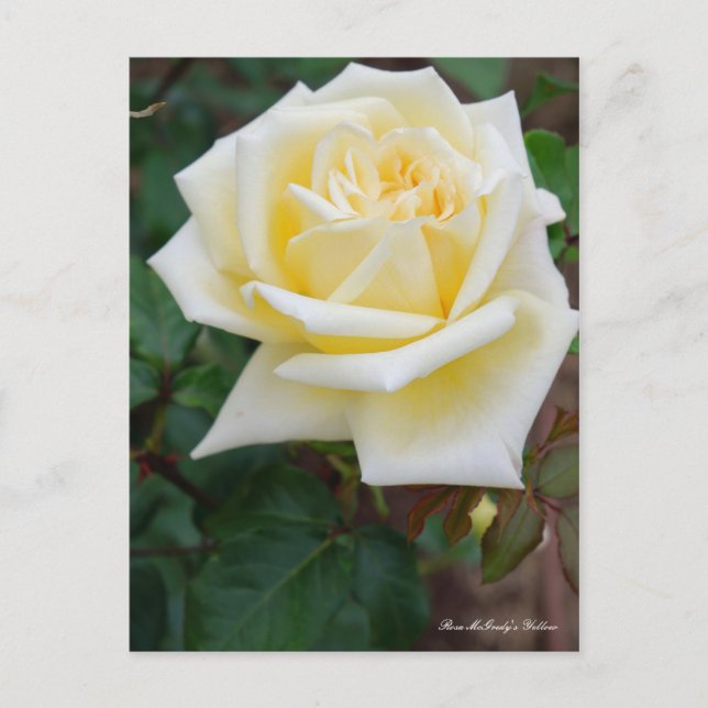 Rosa McGredy's Yellow [Postcard] Postcard (Front)