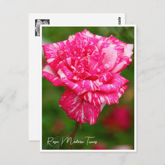 Rosa Modern Times Postcard (Front/Back)