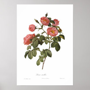 Rosa mollis by Pierre-Joseph Redoute Poster