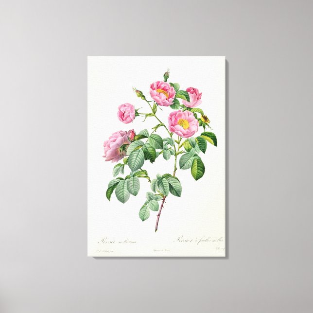 Rosa Mollissima, from 'Les Roses' Canvas Print (Front)