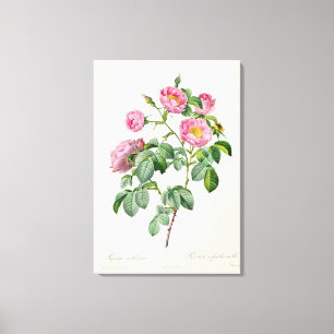 Rosa Mollissima, from 'Les Roses' Canvas Print