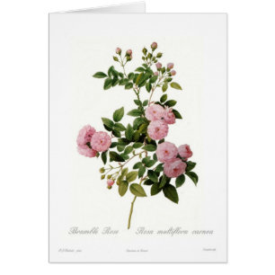 Rosa multiflora carnea(Bramble Rose)