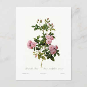 Rosa multiflora carnea(Bramble Rose) Postcard