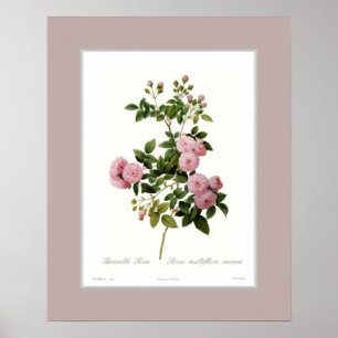 Rosa multiflora,Custom border Poster