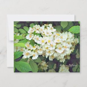 Rosa multiflora[Flat Card]