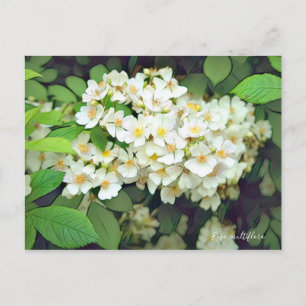 Rosa multiflora [Postcard] Postcard