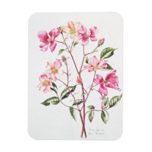Rosa 'Mutabilis' 1996 Magnet