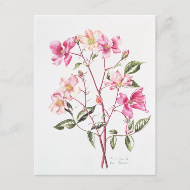 Rosa 'Mutabilis' 1996 Postcard (Front)