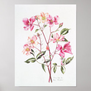 Rosa 'Mutabilis' 1996 Poster