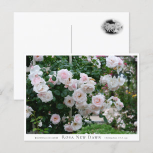 Rosa New Dawn Postcard