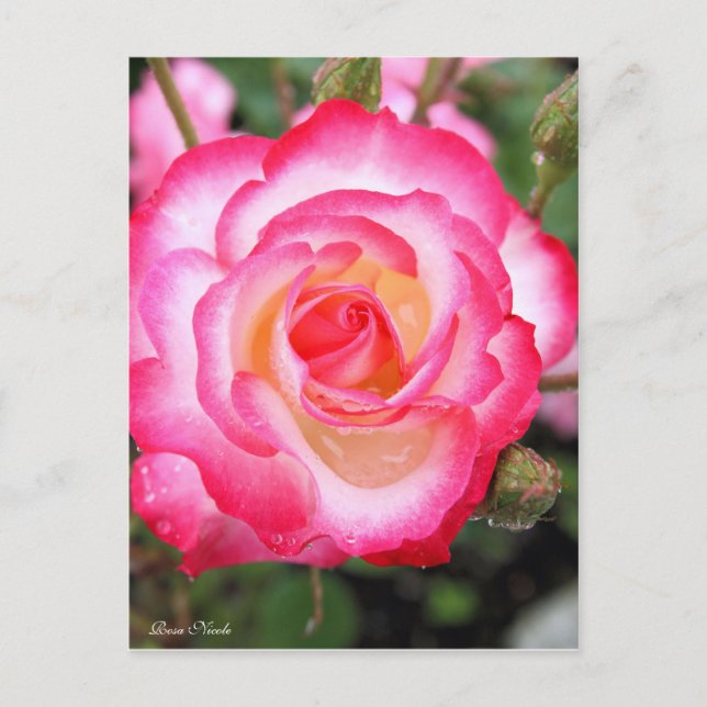 Rosa Nicole［Postcard］ Postcard (Front)