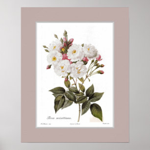 Rosa noisettiana,Custom border Poster