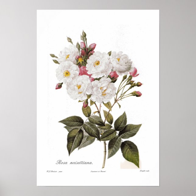 Rosa noisettiana poster (Front)