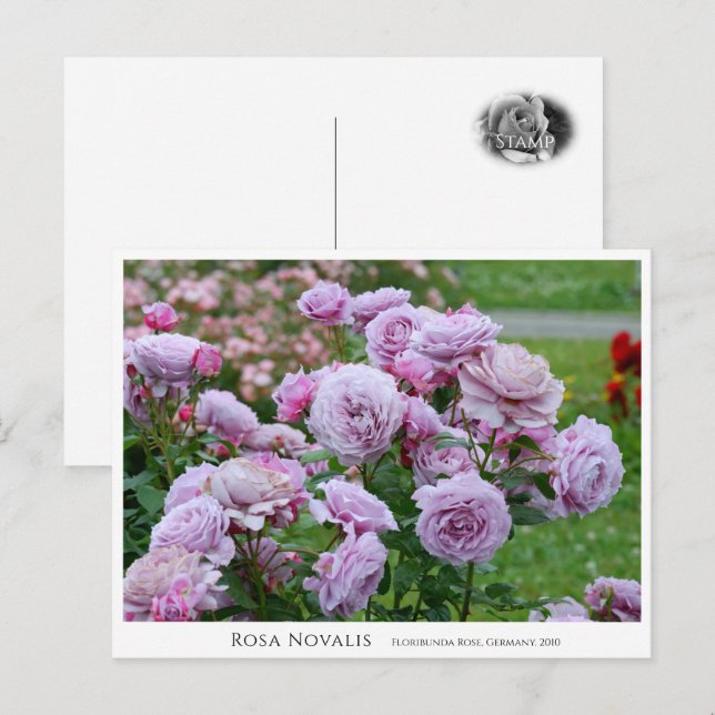 Rosa Novalis Postcard (Front/Back)